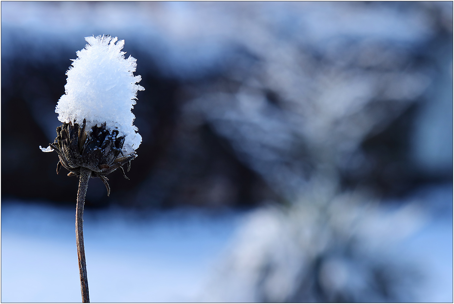 Schnee-Häubchen...