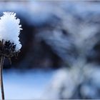 Schnee-Häubchen...