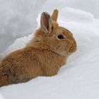 "Schnee" - Hase