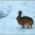 Schnee-Hase