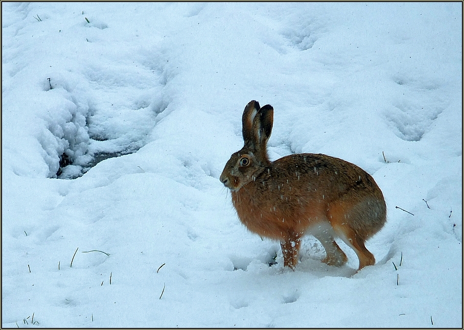 Schnee-Hase