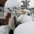 Schnee-Hauben-Kuh...