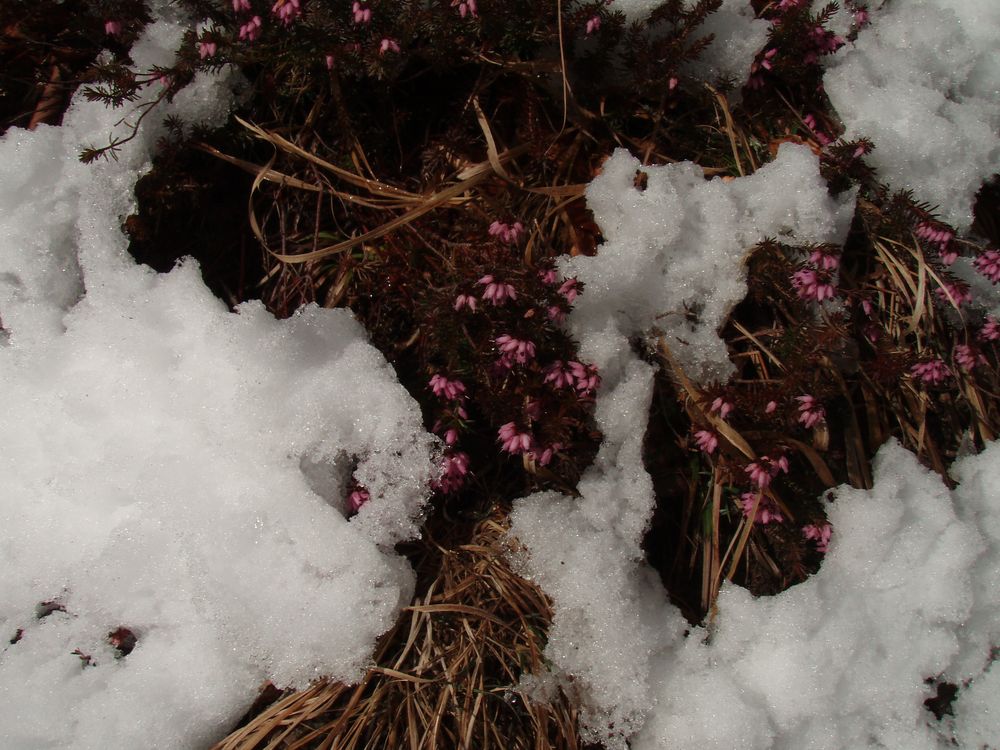 Schnee-Heide