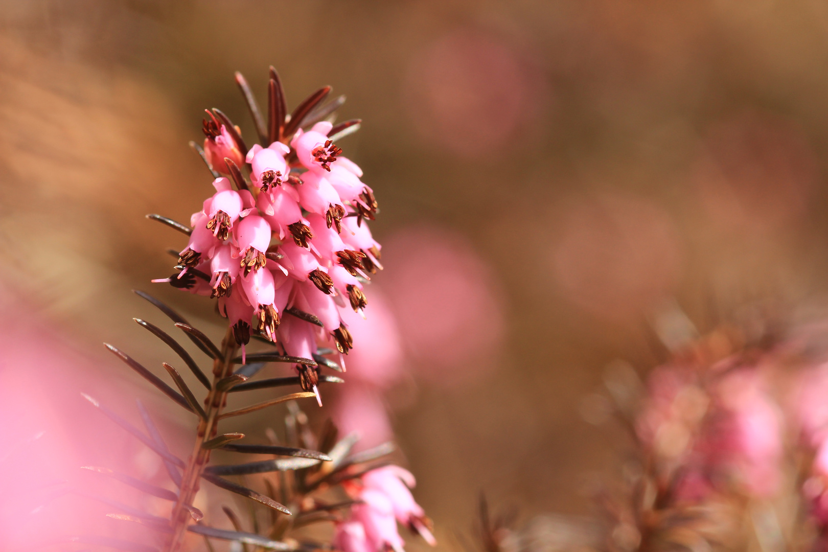 Schnee-Heide (Erica herbacea)