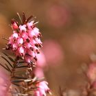 Schnee-Heide (Erica herbacea)