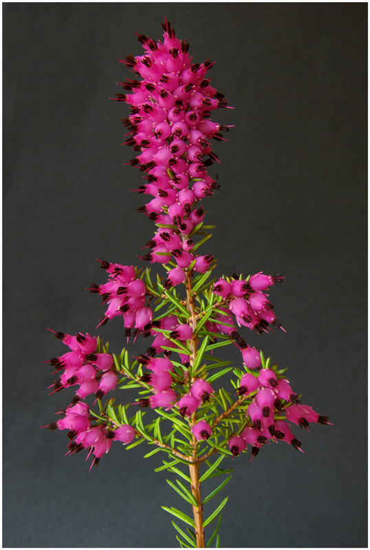 Schnee-Heide (Erica herbacea)