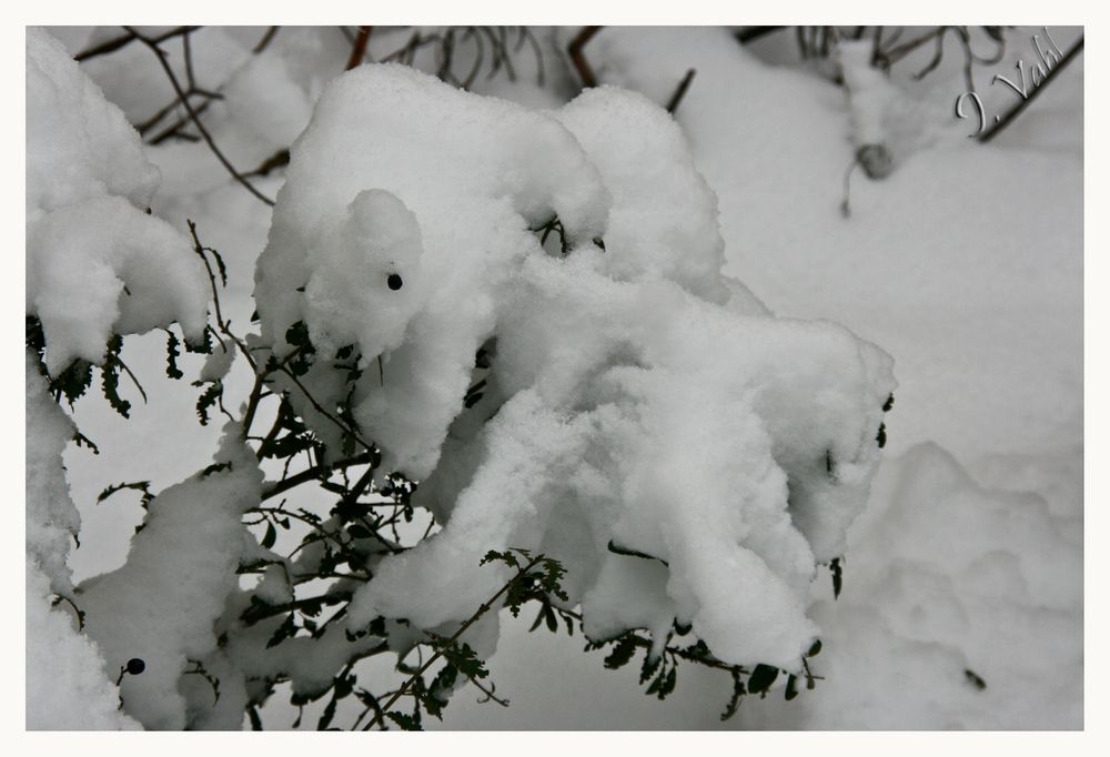 Schnee-Hörnchen