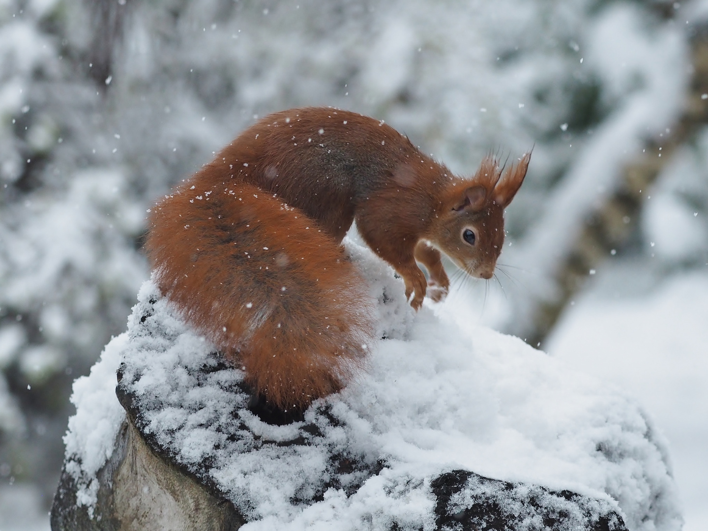 "Schnee-Hörnchen"