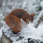 "Schnee-Hörnchen"