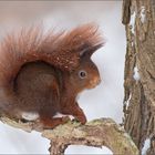 ~ schnee hörnchen ~