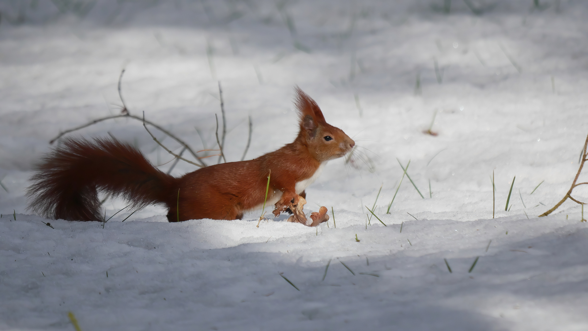 Schnee - Hörnchen ...