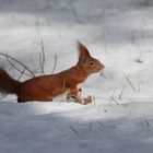 Schnee - Hörnchen ...