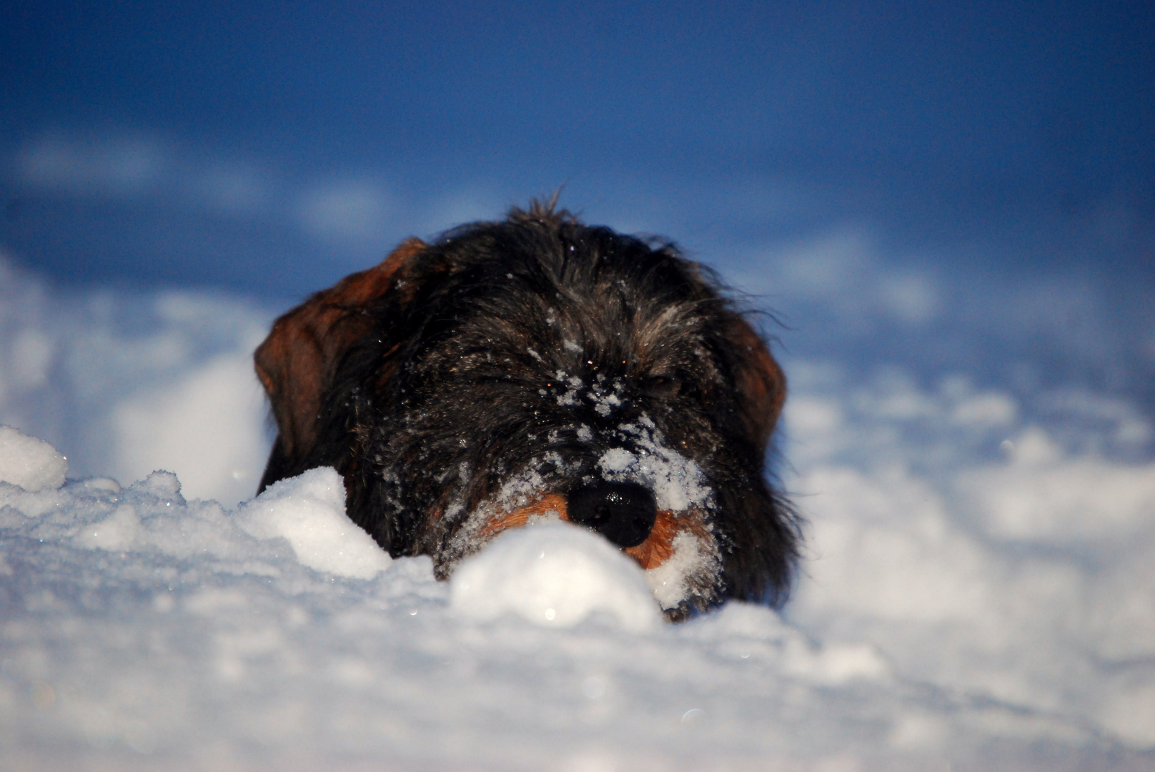 Schnee-Hugo