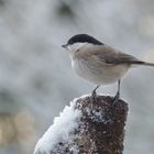 Schnee-Huhn