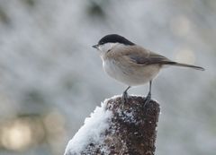 Schnee-Huhn