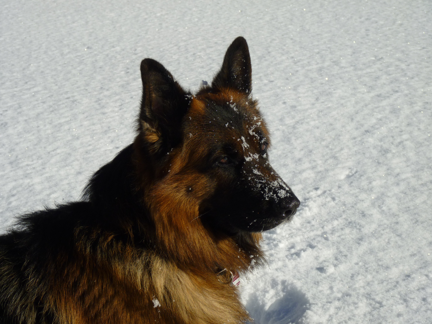 Schnee-Hund...