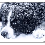 Schnee-Hund