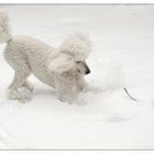 Schnee-Hund