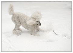 Schnee-Hund