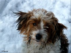 Schnee-Hund