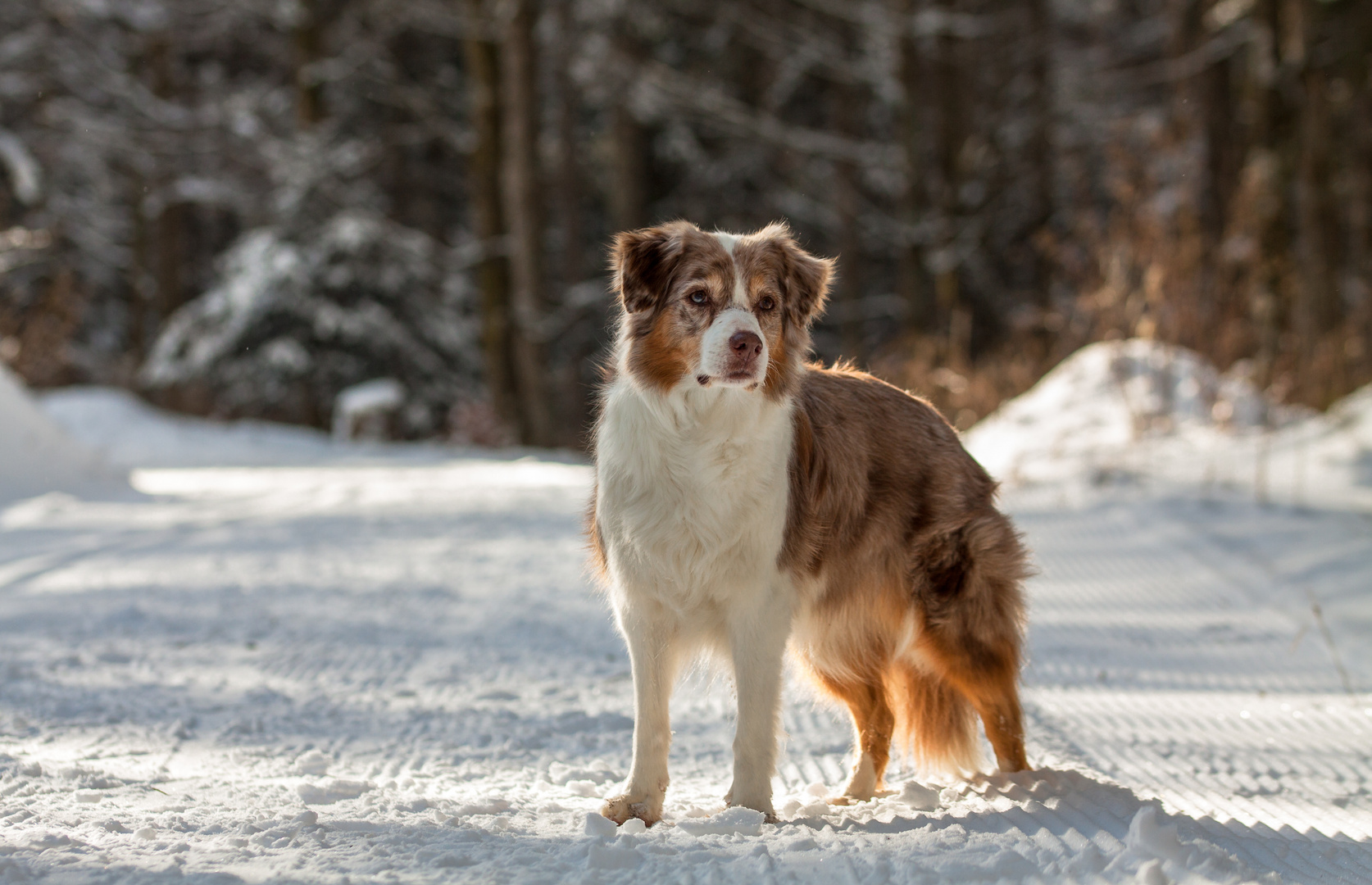 Schnee-Hund