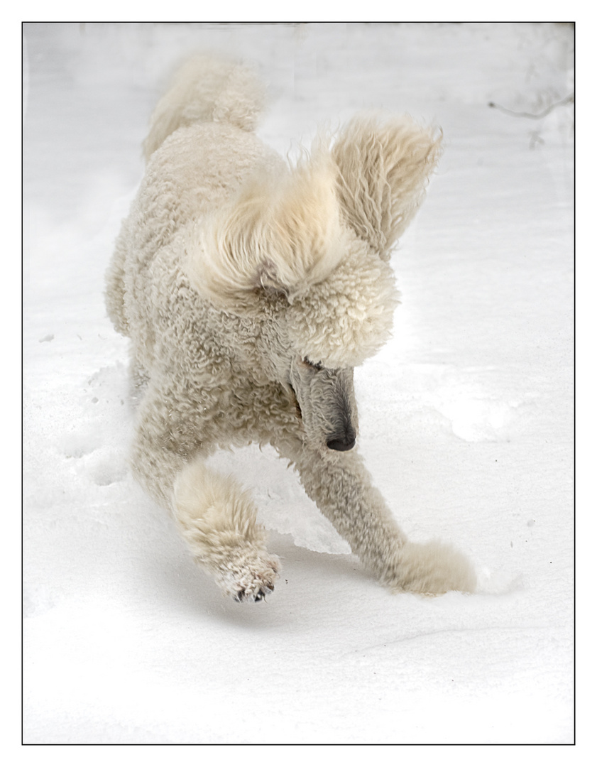 Schnee-Hund_2