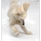 Schnee-Hund_2