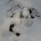 Schnee Hundekopf 