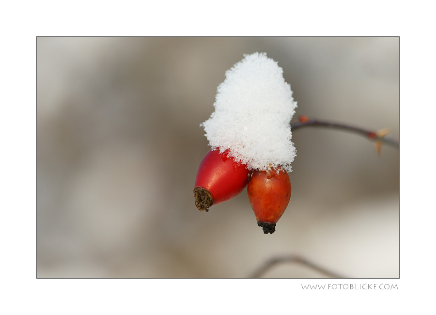 Schnee Hut