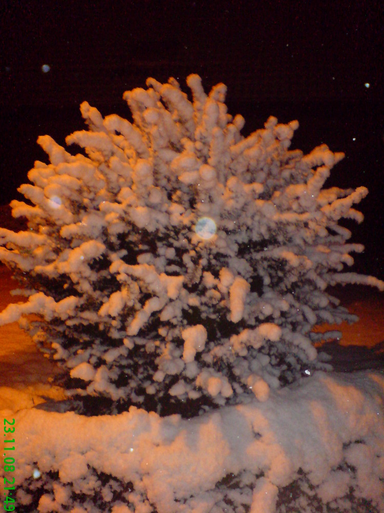 Schnee-Igel