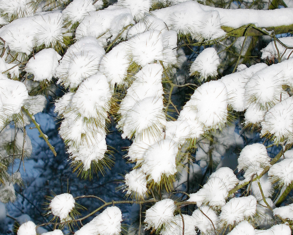 Schnee Igel