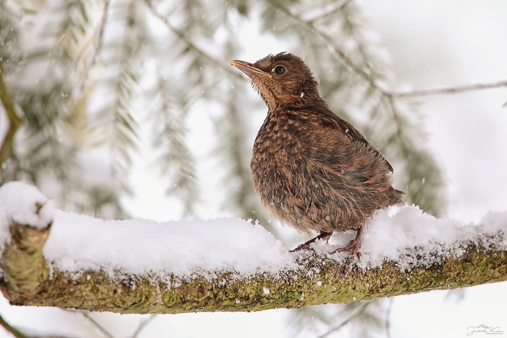 Schnee im April