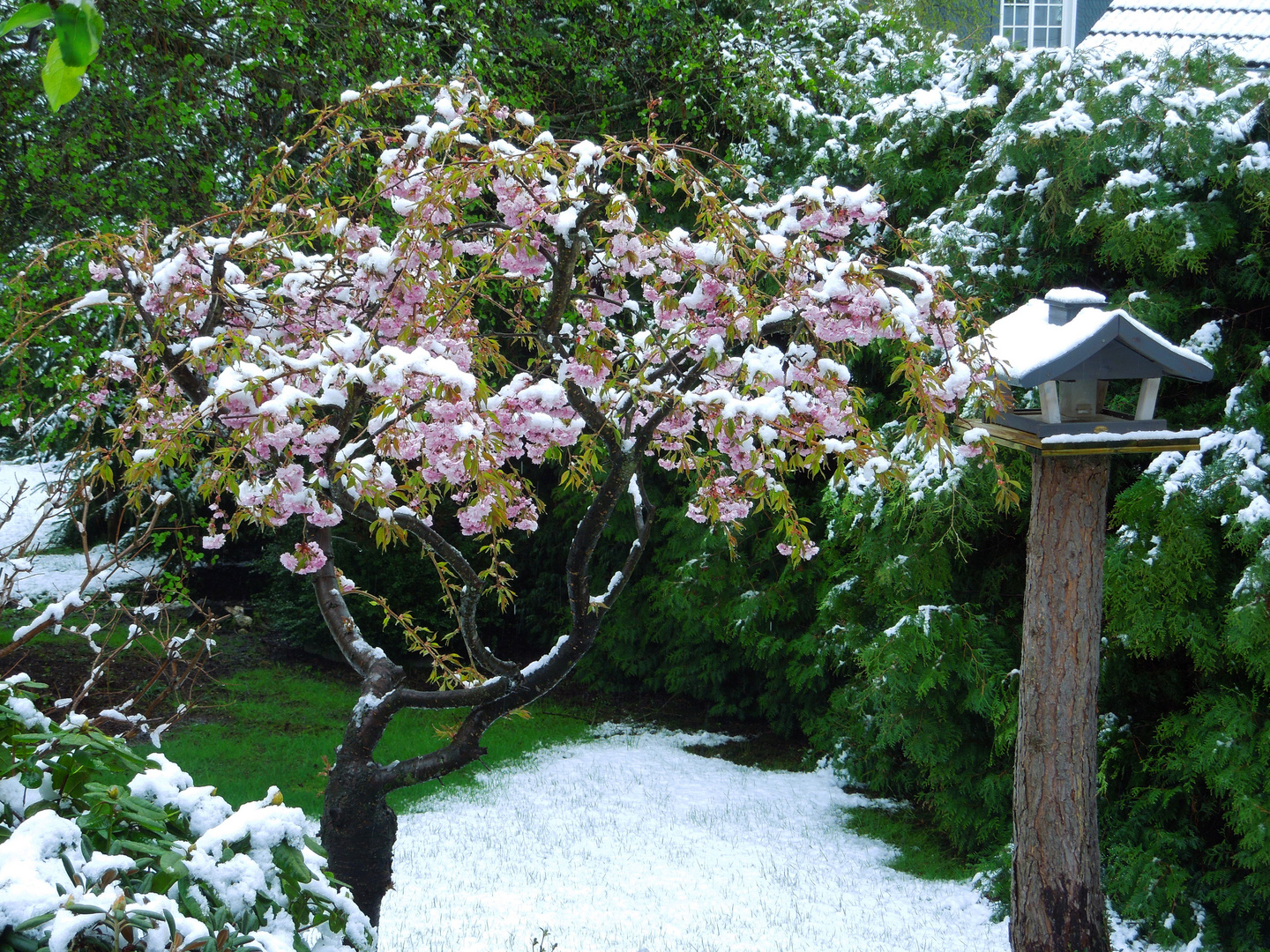 Schnee im April I