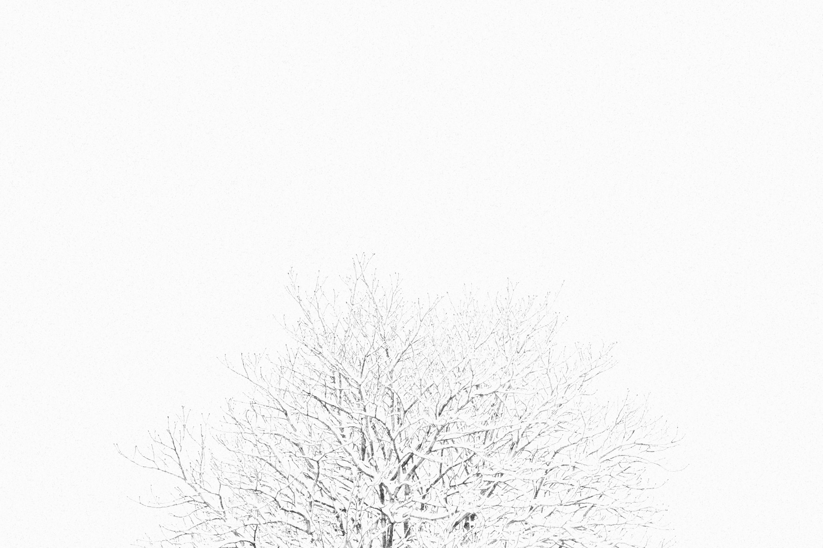 Schnee im Baum