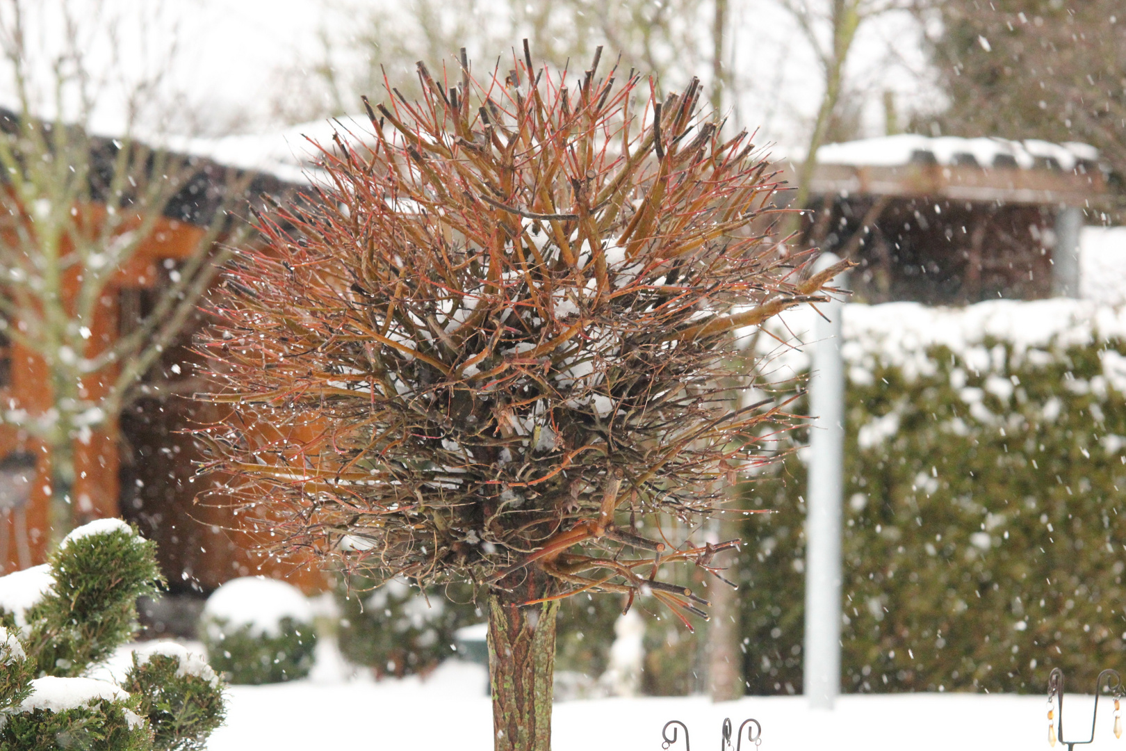 Schnee im Baum