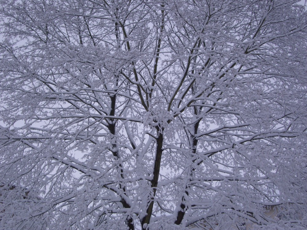 Schnee im Baum