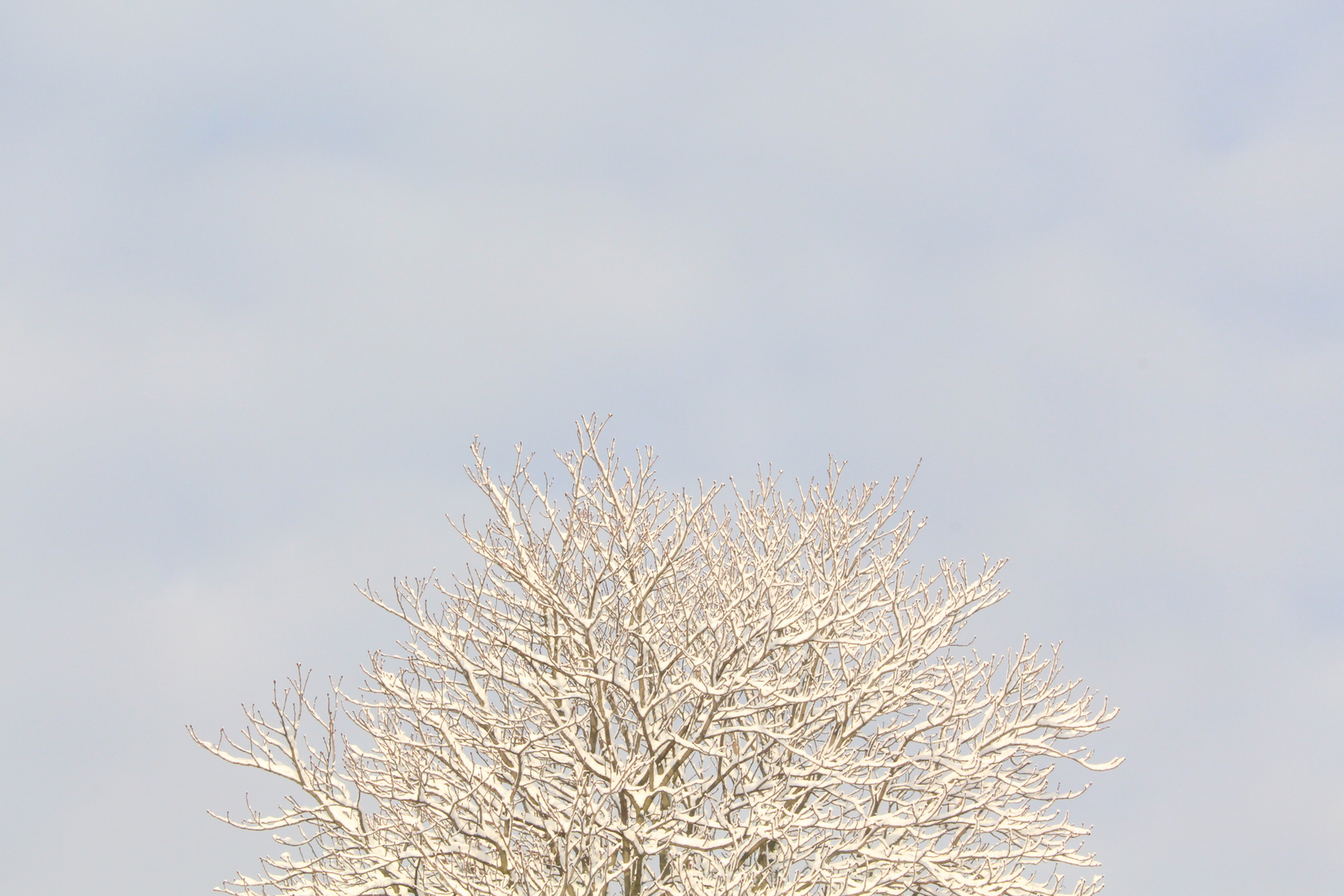 Schnee im Baum (Original)