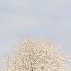 Schnee im Baum (Original)