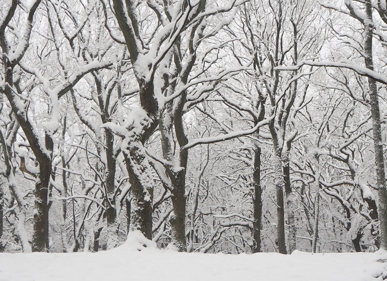 Schnee im Buchenwald 