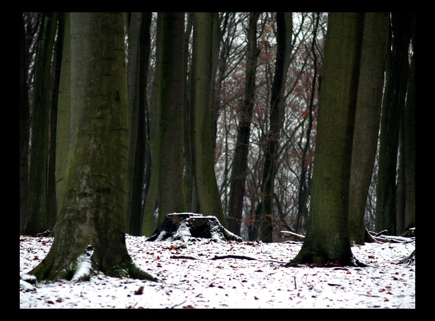 Schnee im Buchenwald