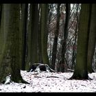 Schnee im Buchenwald