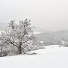 Schnee im Dombachtal