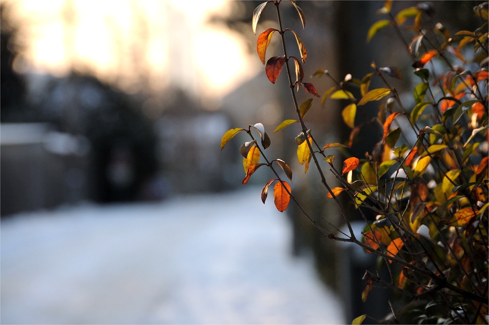 Schnee im Donaufeld