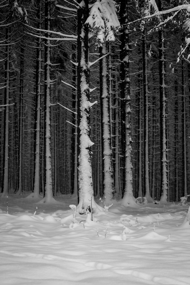 Schnee im dunklen Wald