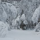 Schnee im Erlenwald