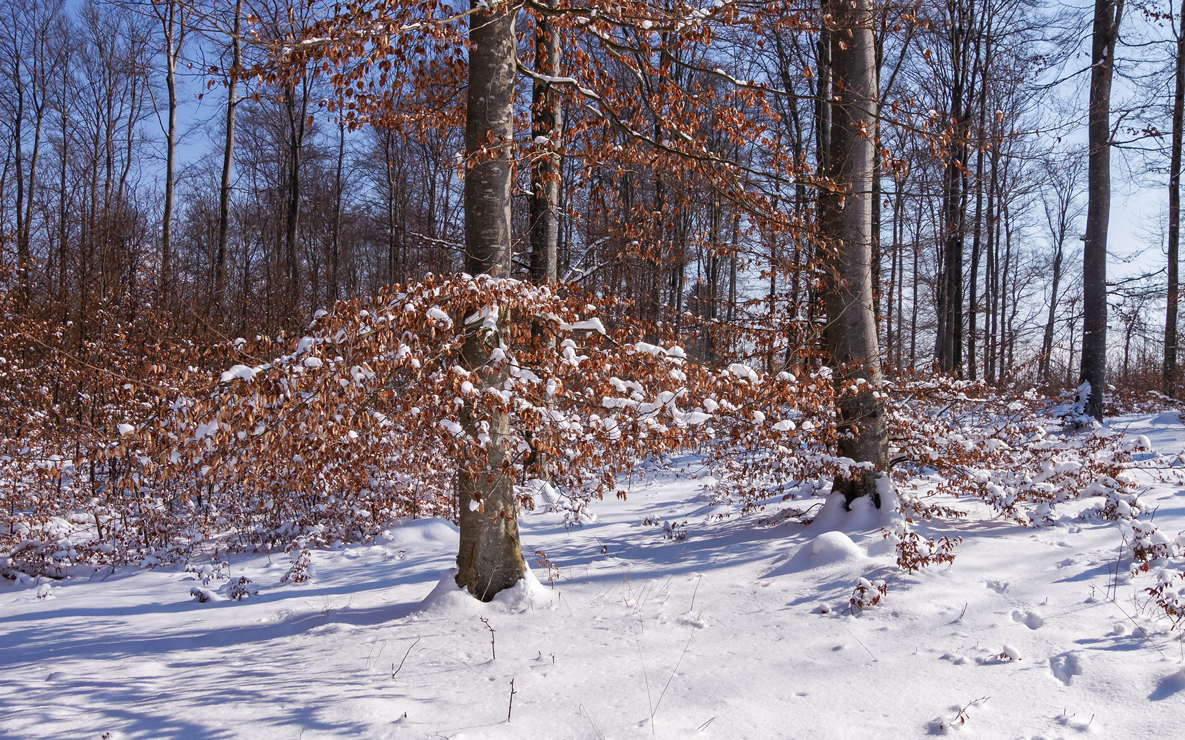 Schnee im Friedwald Münsingen