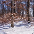 Schnee im Friedwald Münsingen