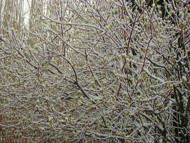 Schnee im Frühjahr