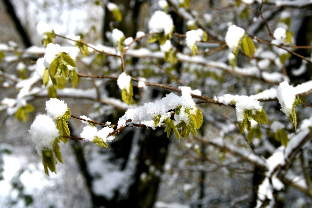 Schnee im Frühling