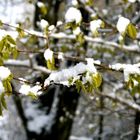 Schnee im Frühling